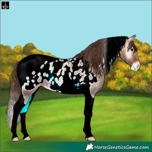 Horse Color:Bay Onyx Tobiano Appaloosa