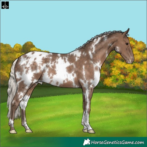 Horse Color:White Spotted Silver Black Appaloosa