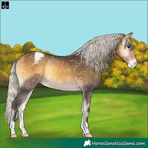 Horse Color:Silver Buckskin Onyx Appaloosa Rabicano 