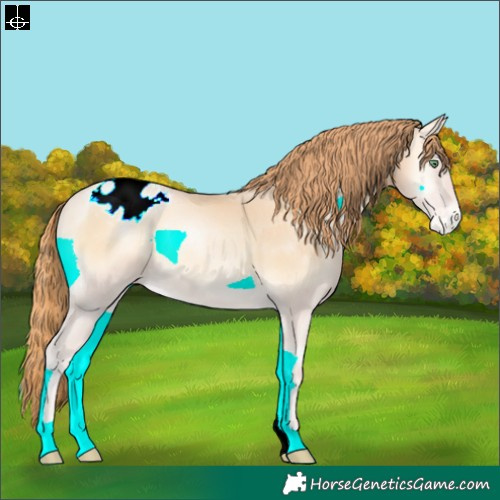 Horse Color:Buckskin Pearl Onyx Appaloosa