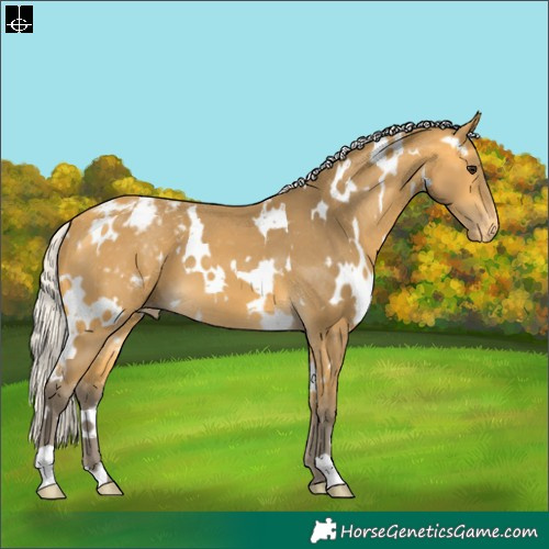 Horse Color:White Spotted Silver Buckskin Appaloosa 