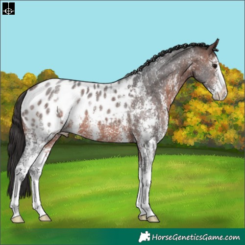 Horse Color:Brown Sabino Appaloosa