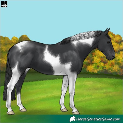 Horse Color:Black Tobiano 
