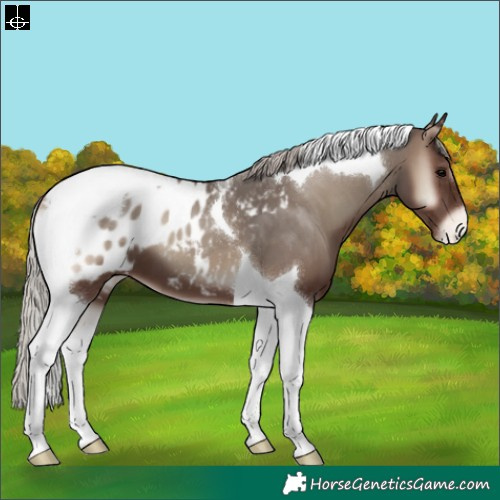 Horse Color:Silver Blue Onyx Tobiano Appaloosa 