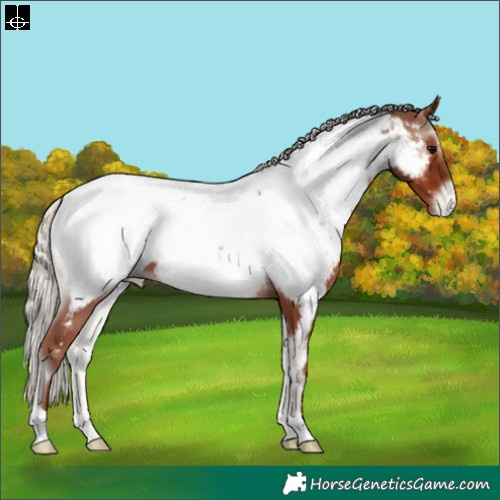 Horse Color:Silver Blue Onyx Appaloosa