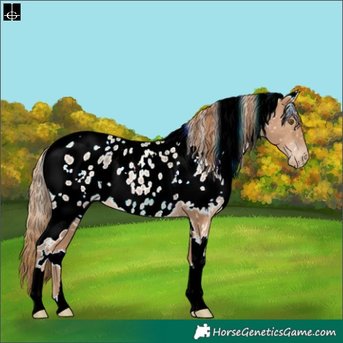 Horse Color:White Spotted Black Pearl Appaloosa