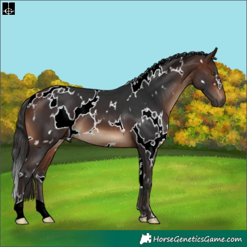 Horse Color:White Spotted Brown