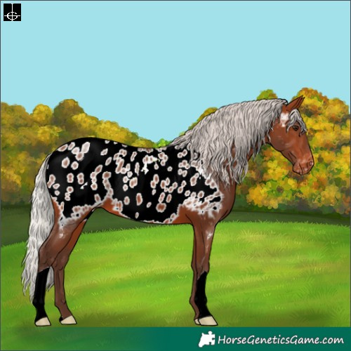 Horse Color:Silver Brown Appaloosa 