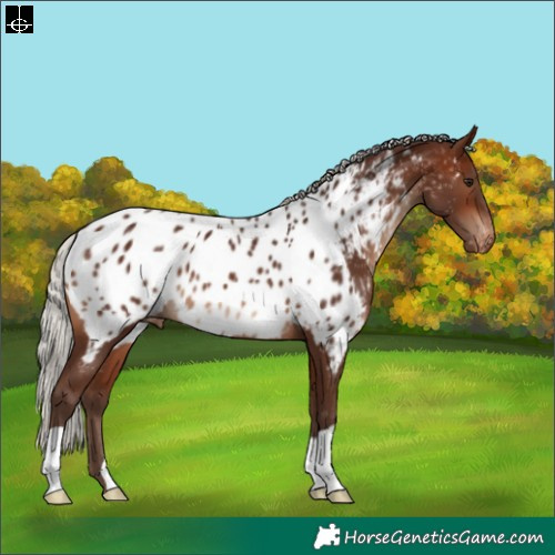 Horse Color:Silver Brown Appaloosa