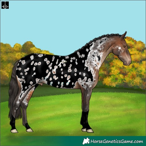 Horse Color:Brown Appaloosa 