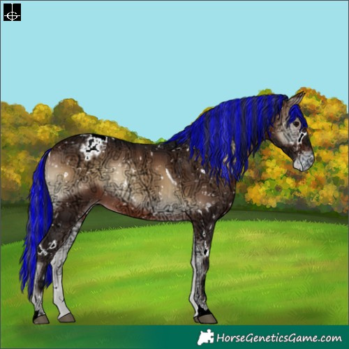 Horse Color:Painted White Spotted Brown Ice Onyx Appaloosa