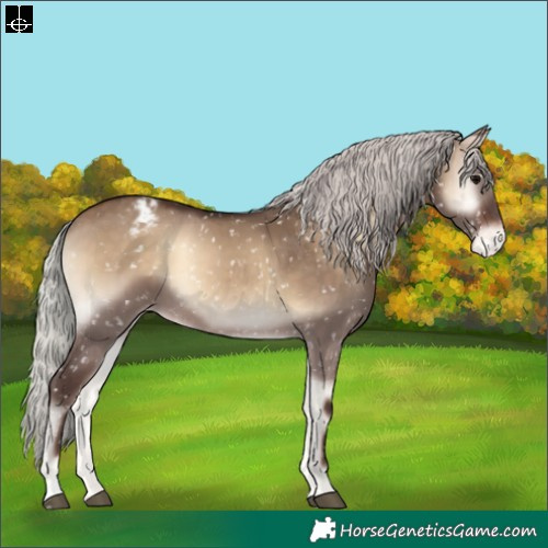Horse Color:Silver Brown Onyx Appaloosa