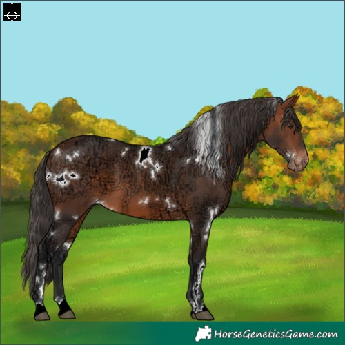 Horse Color:White Spotted Bay Ice Appaloosa 