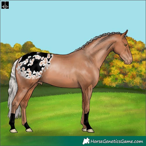 Horse Color:Silver Brown Pearl Appaloosa
