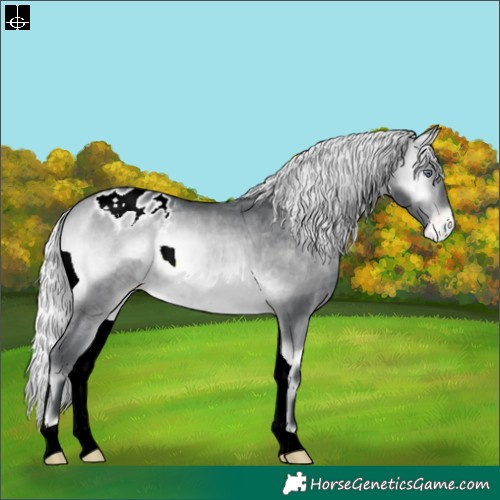 Horse Color:Silver Brown Chinchilla Onyx Appaloosa