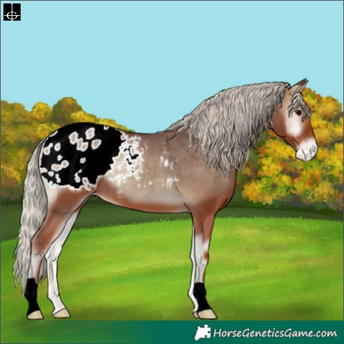 Horse Color:Silver Blue Onyx Appaloosa 