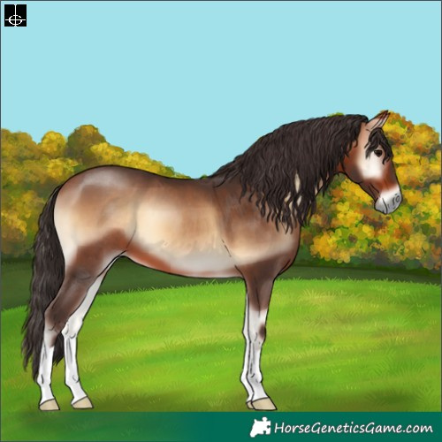 Horse Color:Bay Onyx