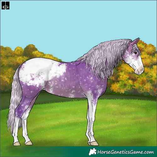 Horse Color:Watercolor Silver Bay Sabino Appaloosa 