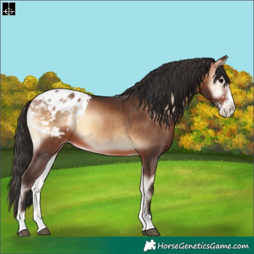 Horse Color:Bay Onyx Sabino Appaloosa