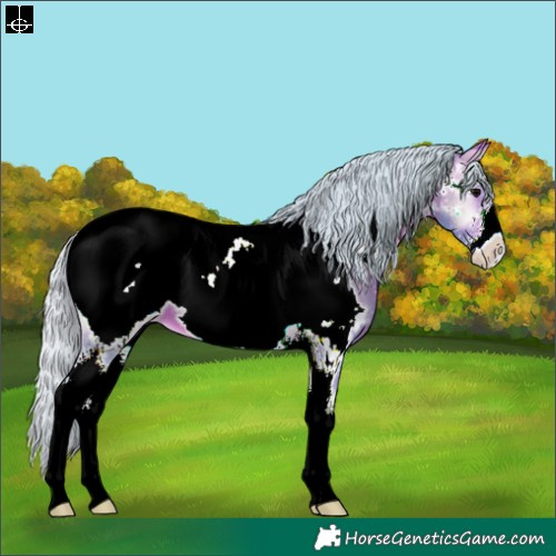 Horse Color:Watercolor Silver Bay Onyx Sabino Appaloosa
