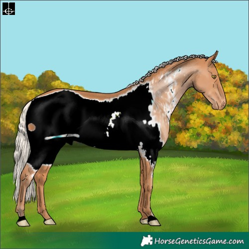 Horse Color:ERROR: UNKNOWN ANOMALY