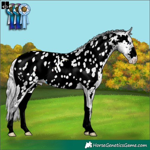Horse Color:Silver Bay Chinchilla Onyx Sabino Appaloosa