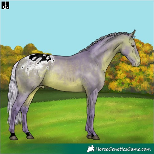 Horse Color:Watercolor Silver Brown Appaloosa Rabicano 