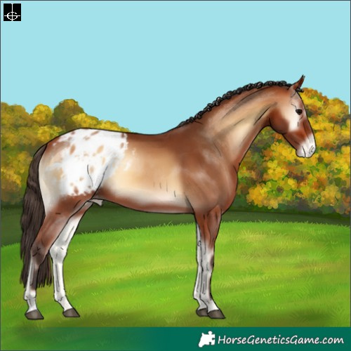 Horse Color:Bay Onyx Appaloosa 
