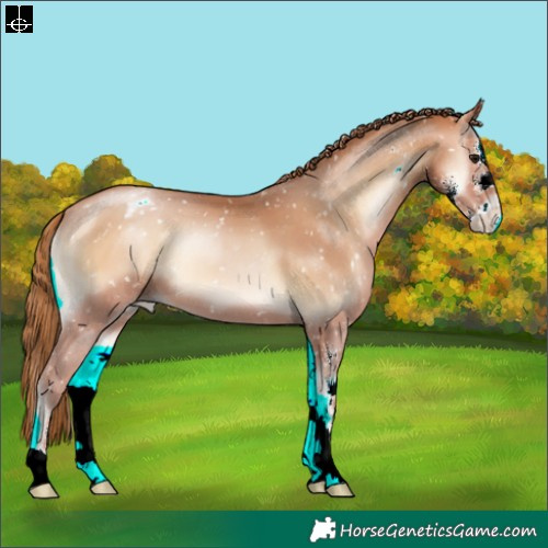 Horse Color:Bay Pearl Onyx Sabino Appaloosa