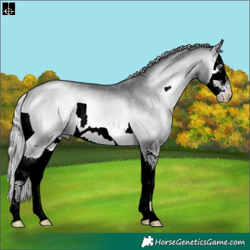 Horse Color:Silver Bay Chinchilla Onyx Splash