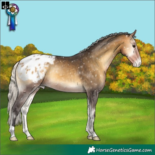 Horse Color:Silver Buckskin Onyx Appaloosa 