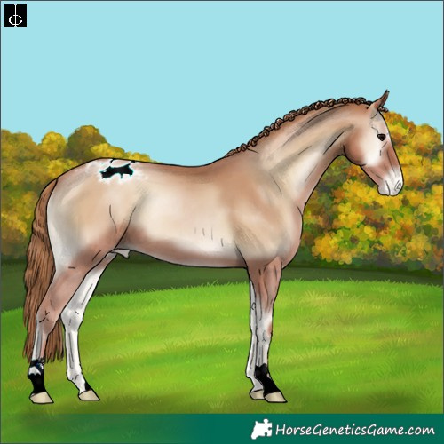 Horse Color:Blue Onyx Pearl Appaloosa