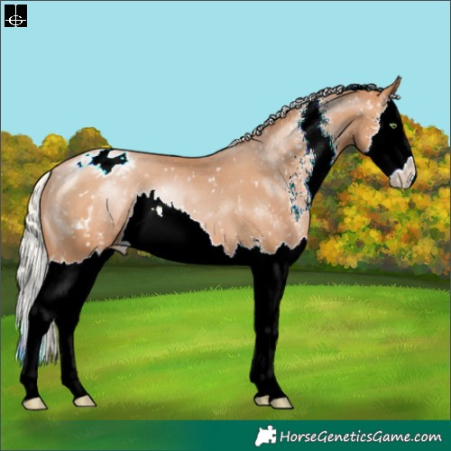 Horse Color:Silver Brown Pearl Sabino Splash Appaloosa 