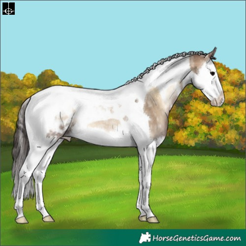 Horse Color:Bay Ice Onyx Splash Tobiano Appaloosa Rabicano 