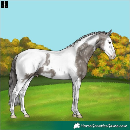 Horse Color:Grullo Ice Splash Tobiano Appaloosa 