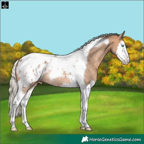 Horse Color:Silver Bay Dun Splash Tobiano Appaloosa Rabicano