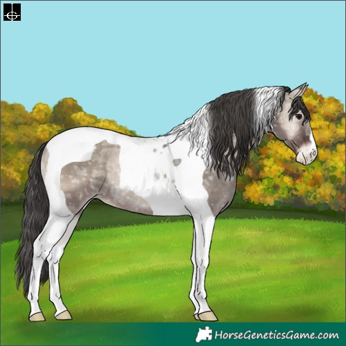 Horse Color:Grullo Ice Onyx Tobiano Appaloosa Rabicano 