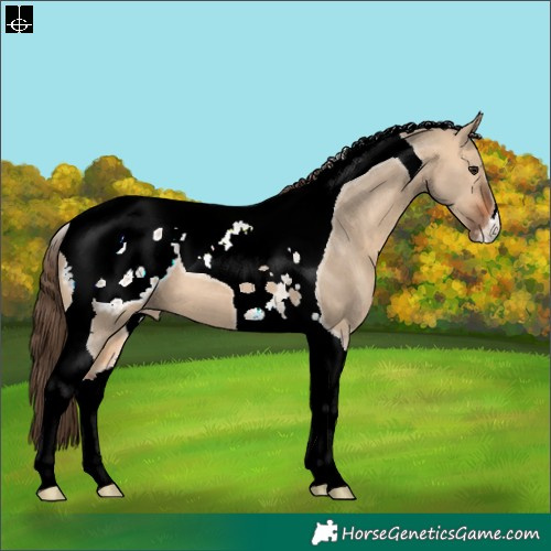 Horse Color:Bay Dun Tobiano Appaloosa 