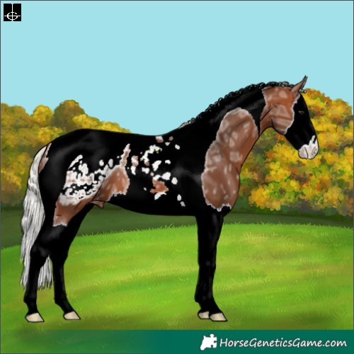 Horse Color:Silver Brown Ice Splash Tobiano Appaloosa