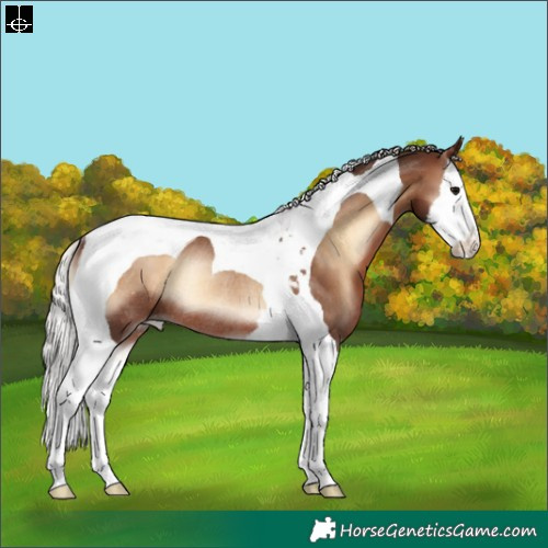 Horse Color:Silver Brown Onyx Splash Tobiano Appaloosa Rabicano 