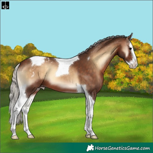 Horse Color:Silver Brown Onyx Splash Tobiano Appaloosa