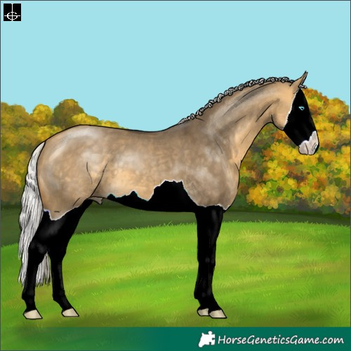 Horse Color:Silver Buckskin Dun Splash