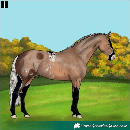Horse Color:ERROR: UNKNOWN ANOMALY