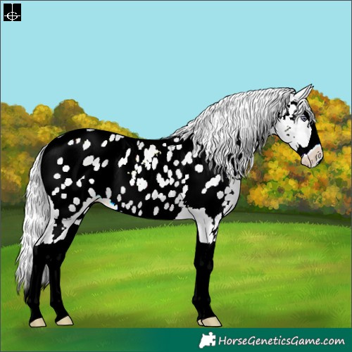 Horse Color:Silver Brown Chinchilla Pearl Dun Splash Appaloosa 