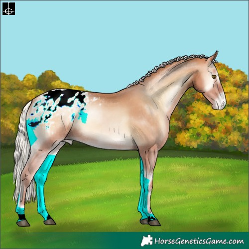 Horse Color:Silver Bay Pearl Onyx Appaloosa 