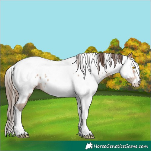 Horse Color:Amber Champagne Sabino Tobiano Appaloosa and White Spotted Amber Champagne Sabino Appaloosa