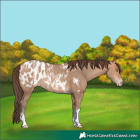 Horse Color:Amber Champagne Sabino Tobiano Appaloosa  and Amber Champagne Sabino Tobiano Appaloosa 