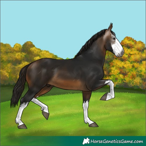 Horse Color:Gray White Spotted Buckskin