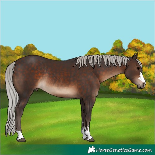 Horse Color:Silver Brown Rabicano 