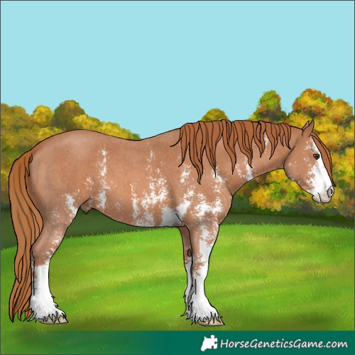 Horse Color:Chestnut Sabino 